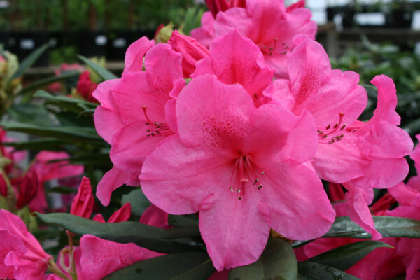 Anna Rose Whitney Rhododendron