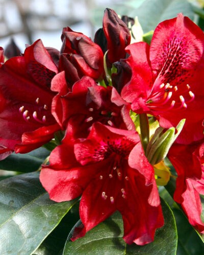 Black Widow Rhododendron