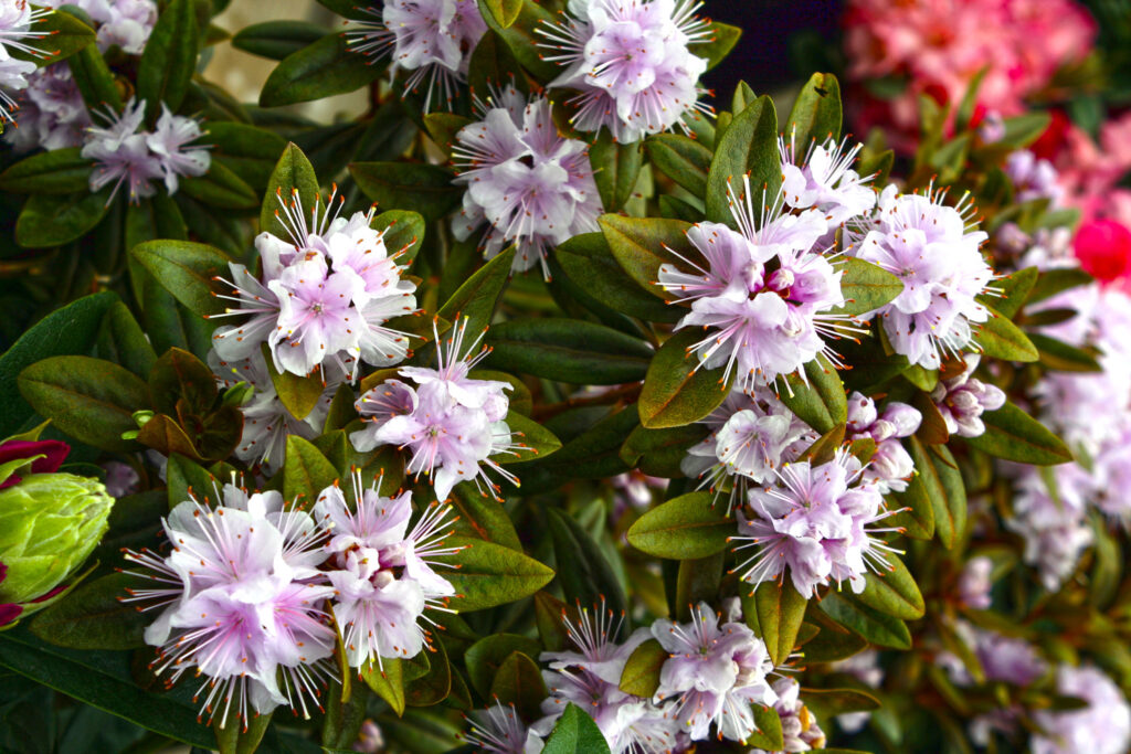 Bubblegum Rhody Youngs Garden Center Roseburg Oregon