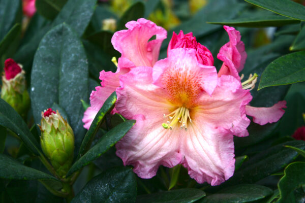 Cody Rhododendron