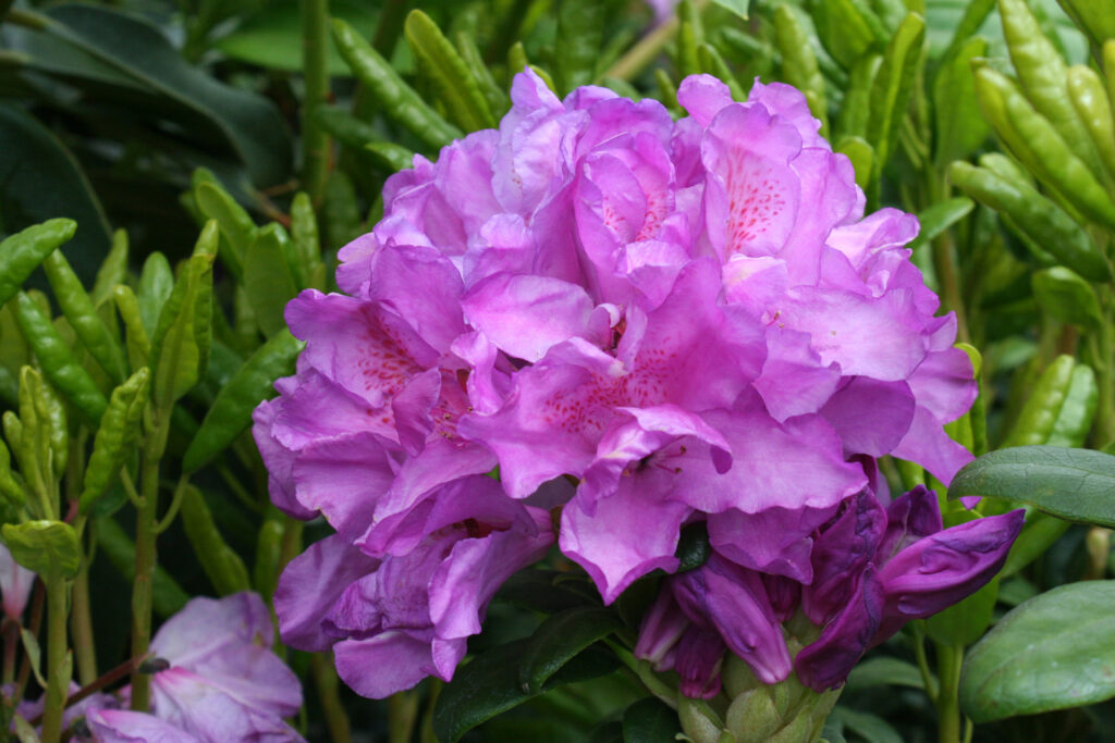 Daphnoides Rhody Youngs Garden Center Roseburg Oregon