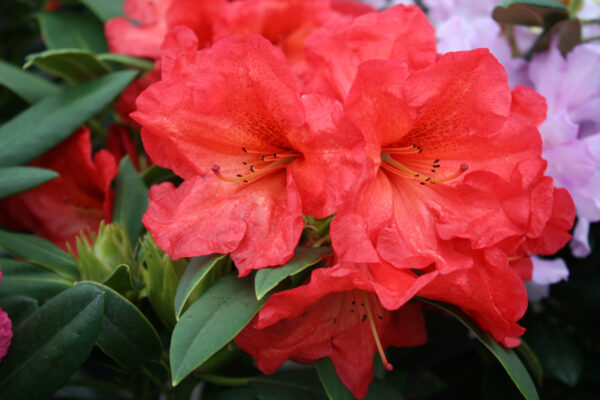 Dazzler Rhododendron