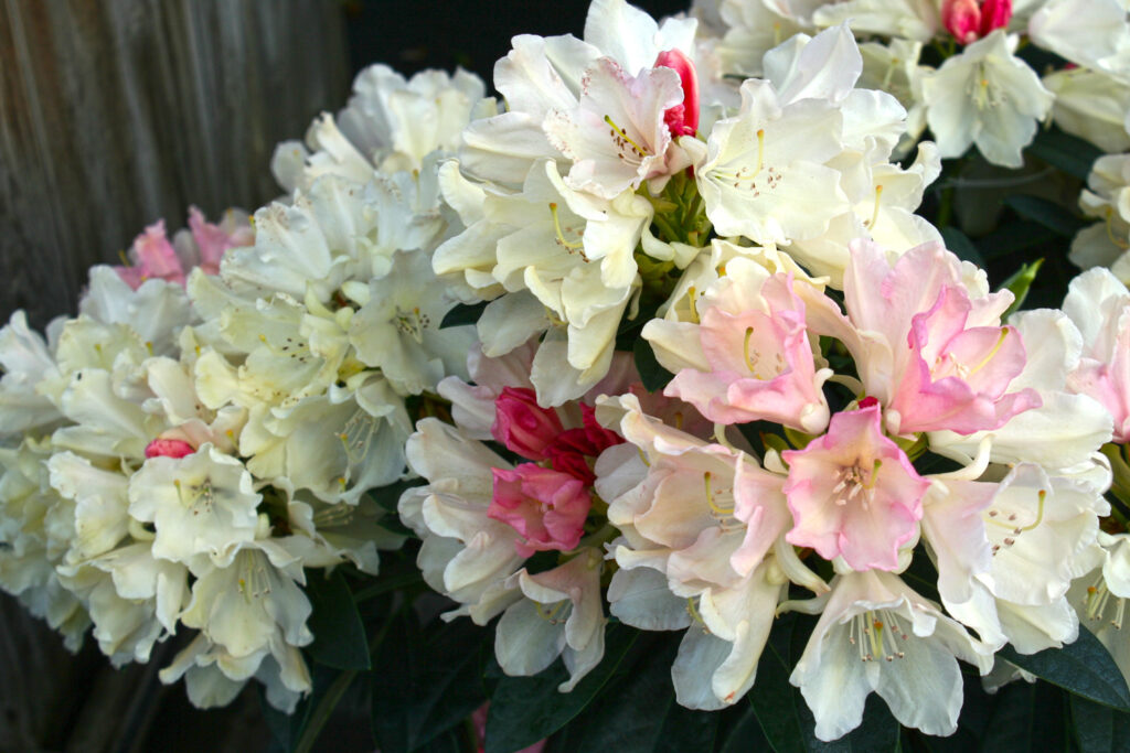 Dreamland Rhody Youngs Garden Center Roseburg Oregon