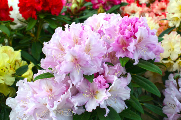 Lightly Lavender Rhododendron