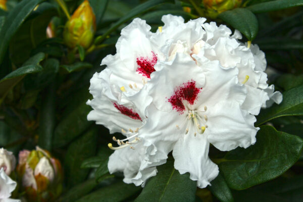 Tiana Rhododendron