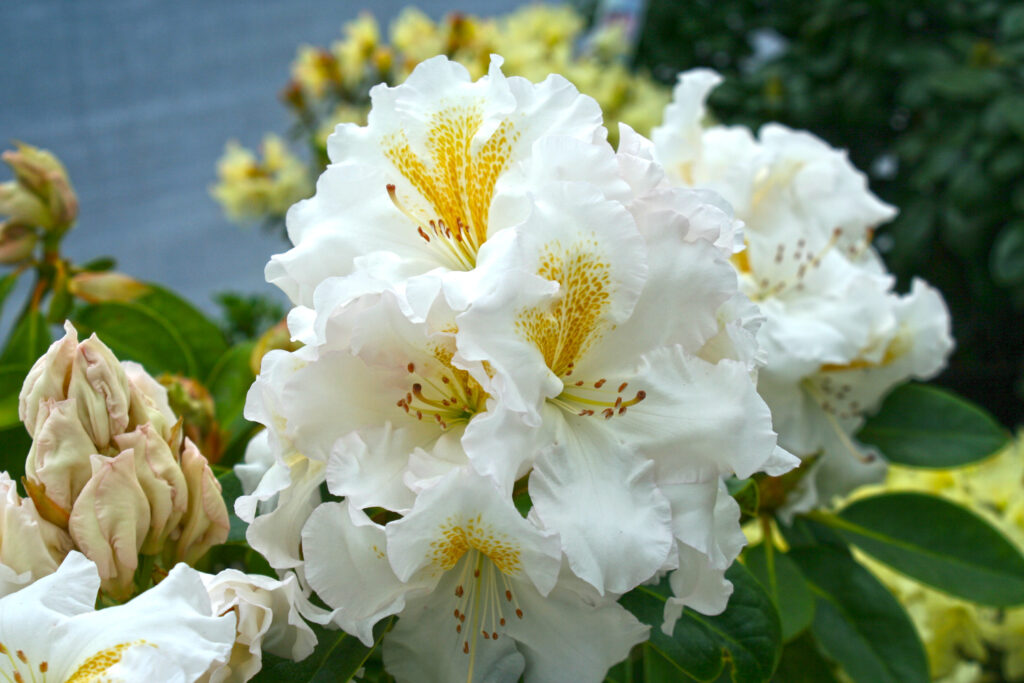 White Gold Rhody Youngs Garden Center Roseburg Oregon