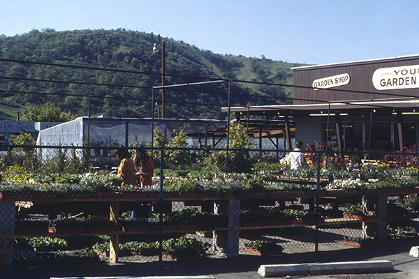 Youngs Plants 1986