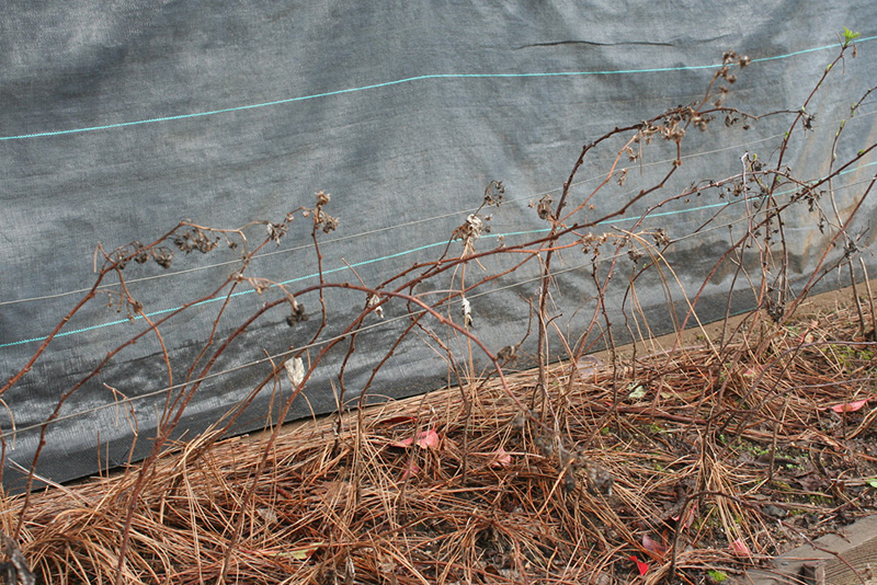 Winter Raspberry Bed Clean up - Before