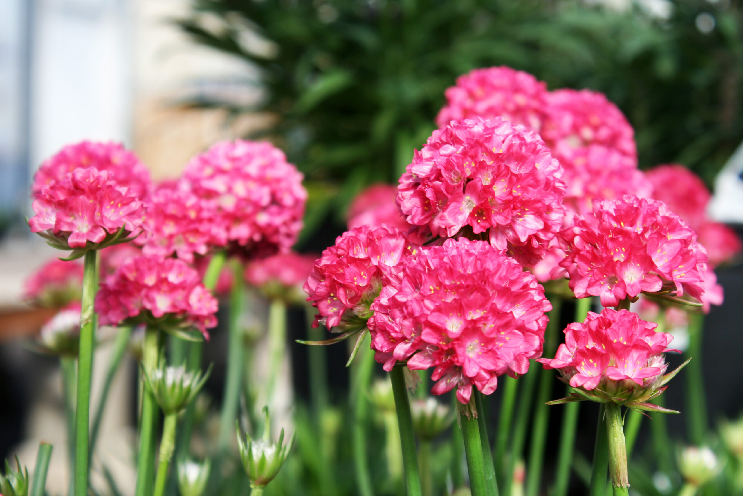 Armeria – Sea Thrift – Youngs Garden Center | Roseburg Oregon