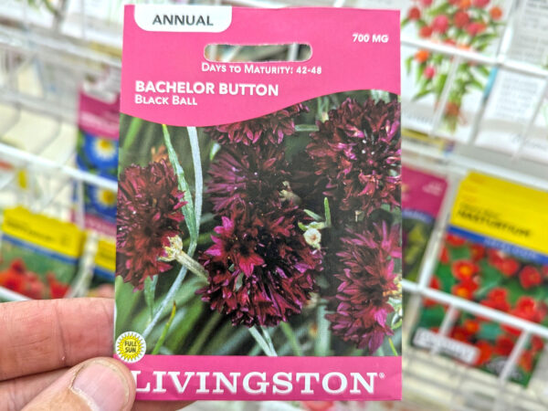 Bachelor Button