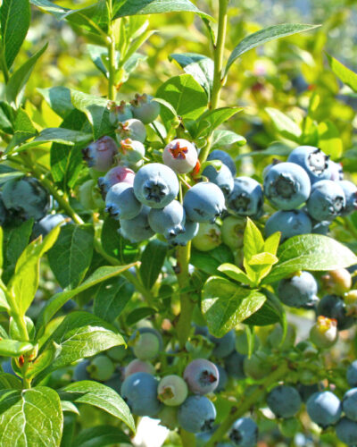 Fruits & Berries