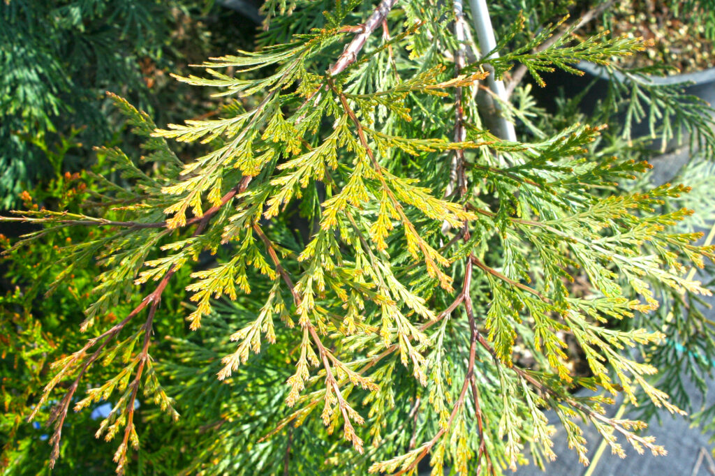 Cedrus Cedar Youngs Garden Center Roseburg Oregon