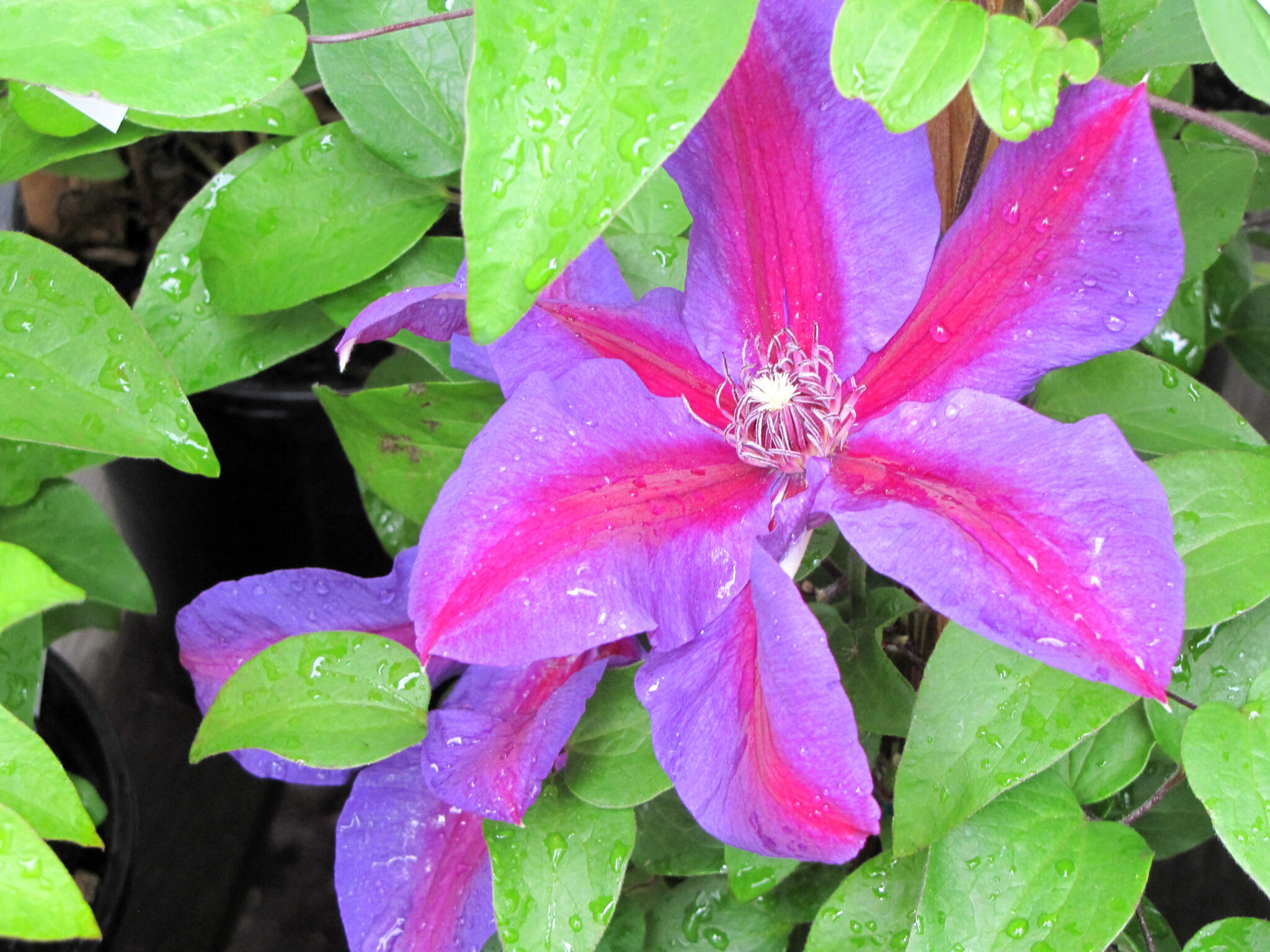 Clematis Youngs Garden Center Roseburg Oregon