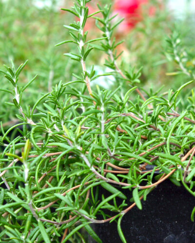 Creeping Rosemary Herb