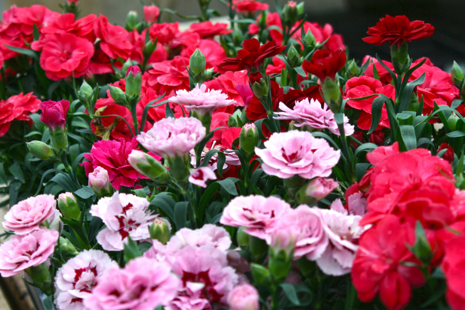 Dianthus Carnation Youngs Garden Center Roseburg Oregon
