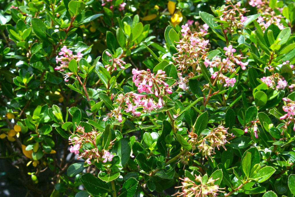 Escallonia Redclaw Youngs Garden Center Roseburg Oregon