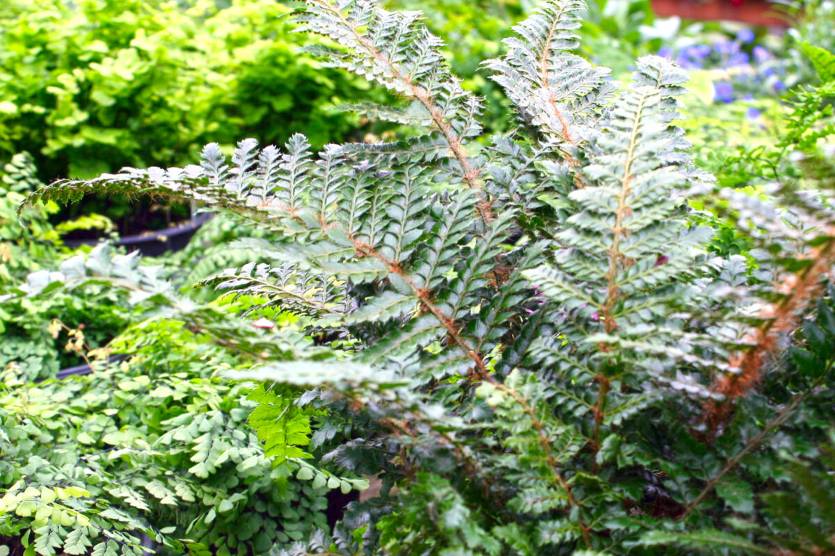 Fern Youngs Garden Center Roseburg Oregon