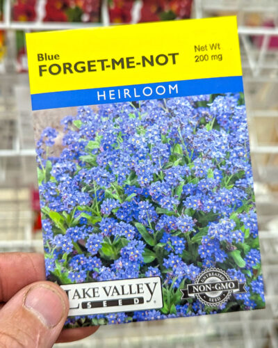 Myosotis Forget-Me-Not