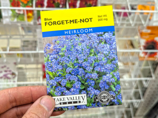 Myosotis Forget-Me-Not