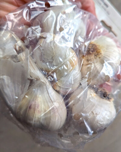 Garlic