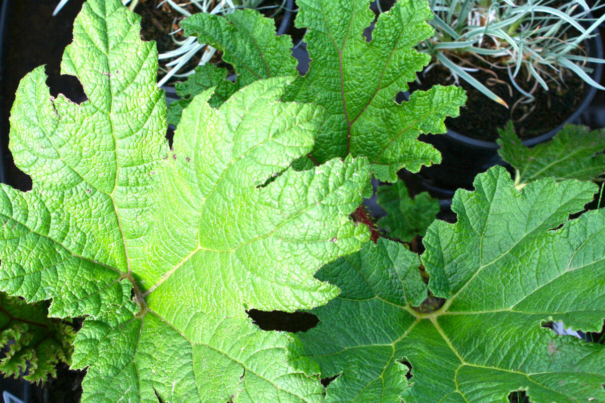 Gunnera Youngs Garden Center Roseburg Oregon