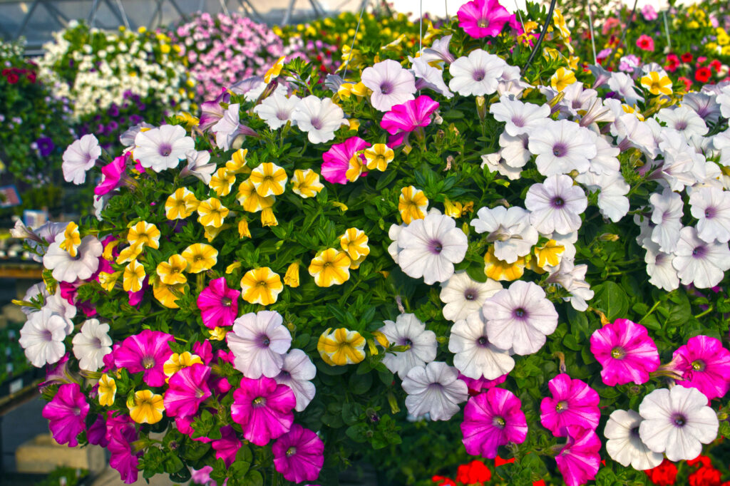 Flower Baskets Hanging