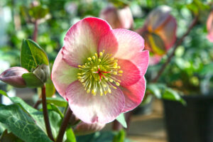 Hellebore Frostkiss Penny's Pink in February