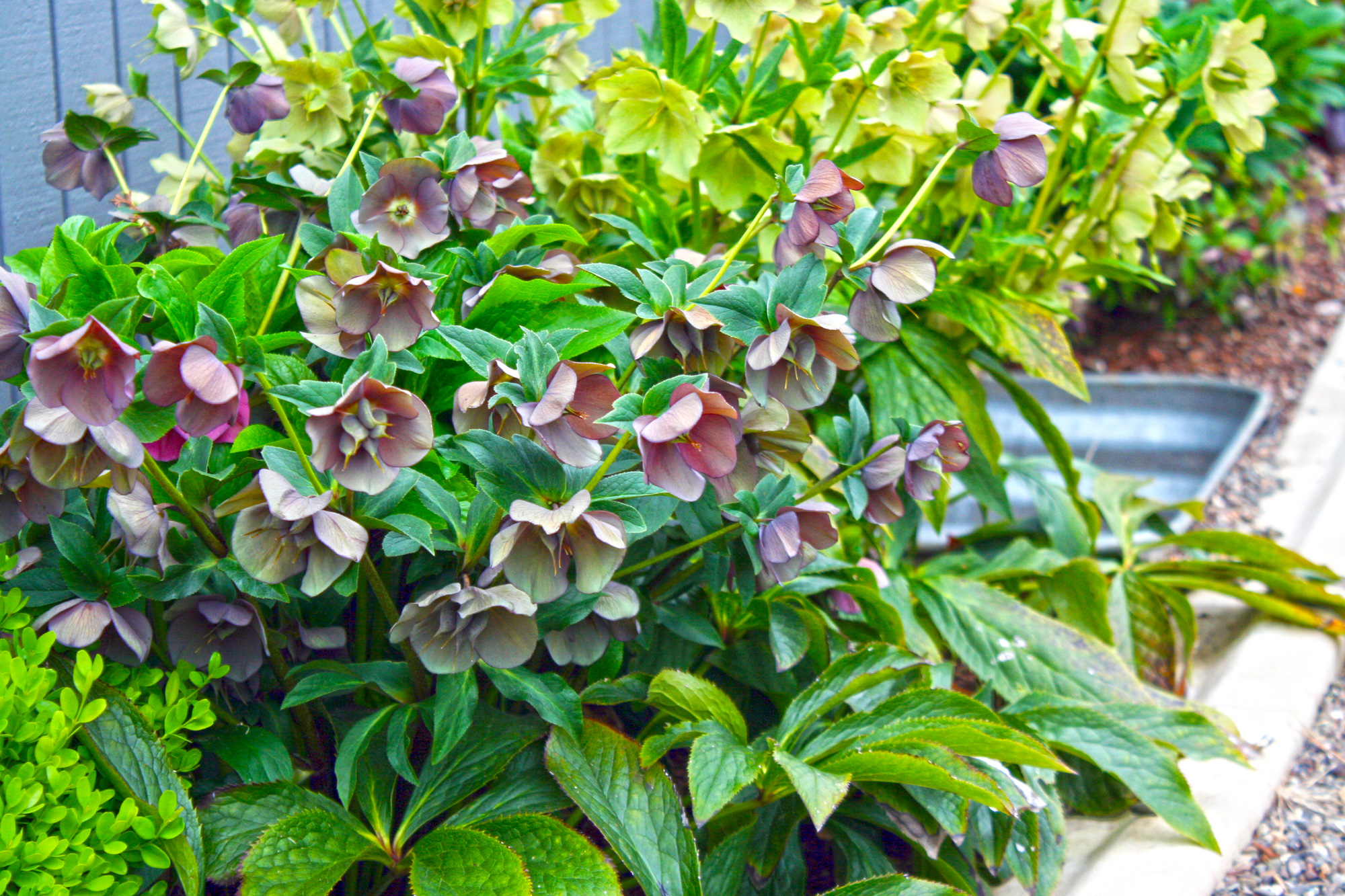 Blooming Evergreen Hellebore Clump in May
