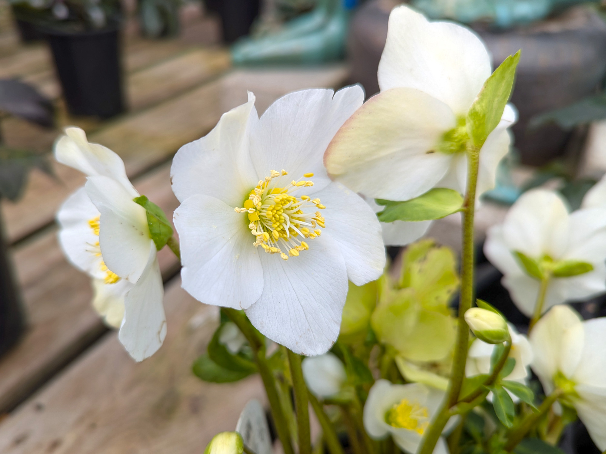 Hellebore Jonas January Blooms