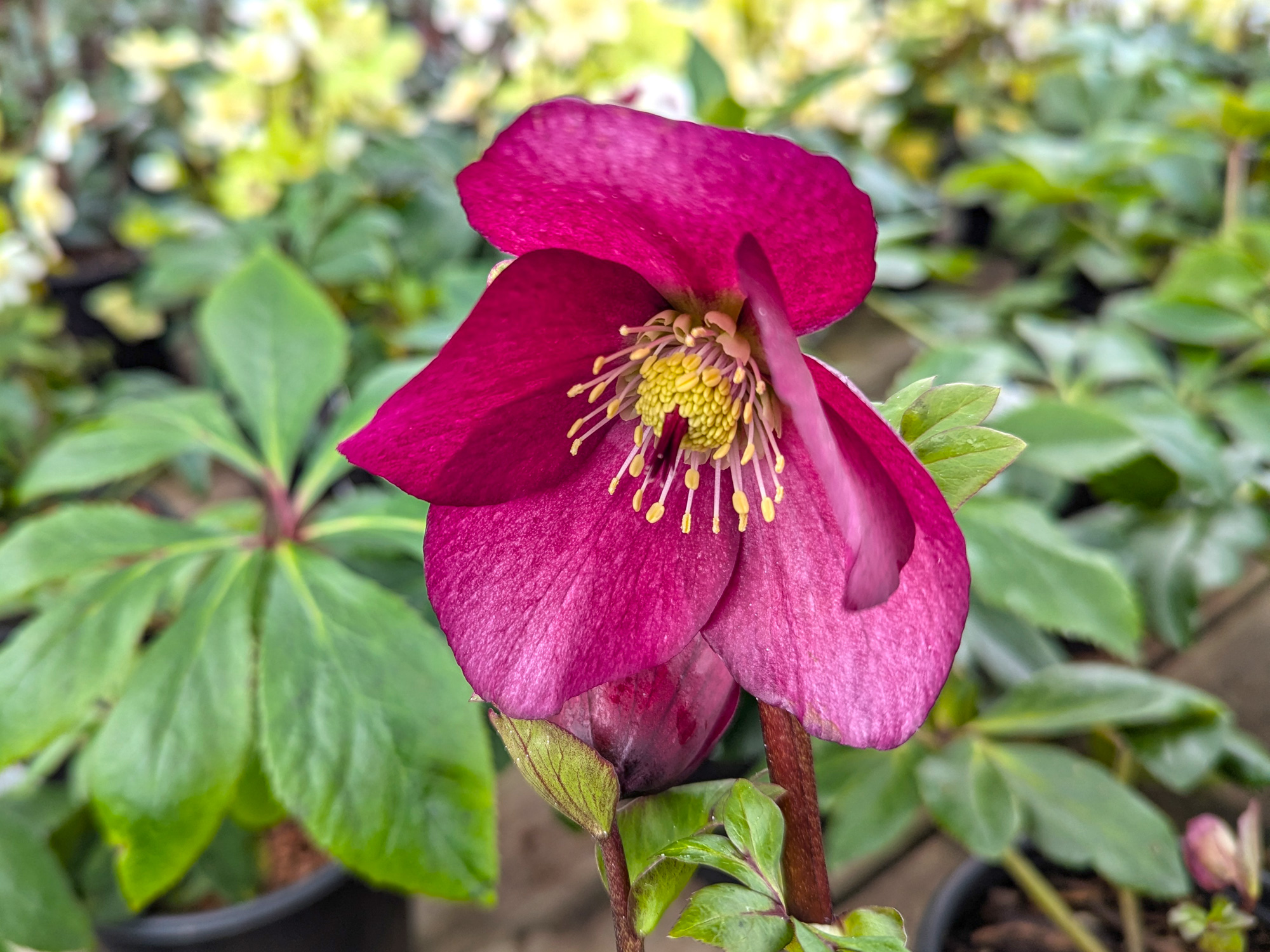 Hellebore Leona January Bloom