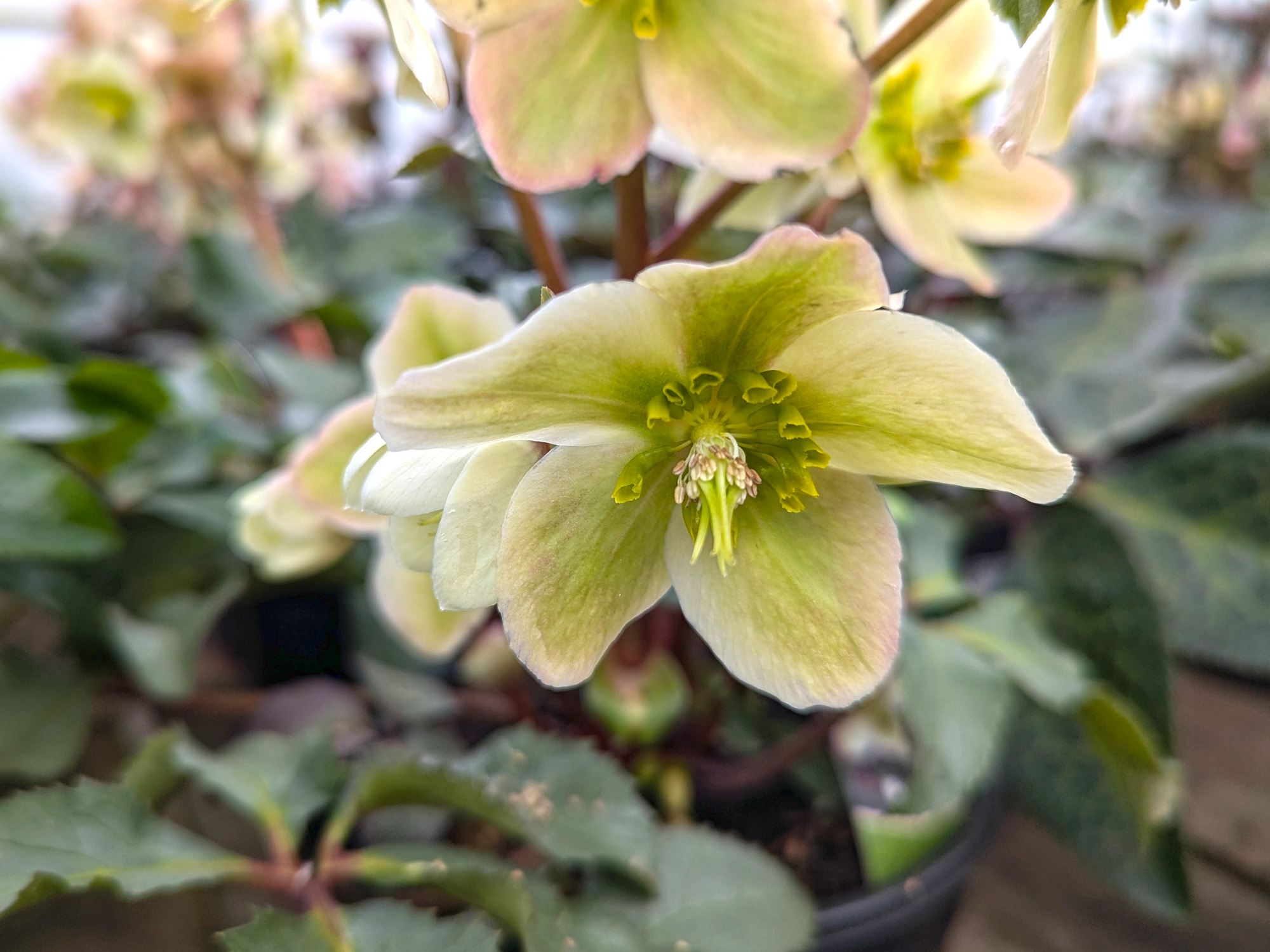 Helleborus Monte Christo in January