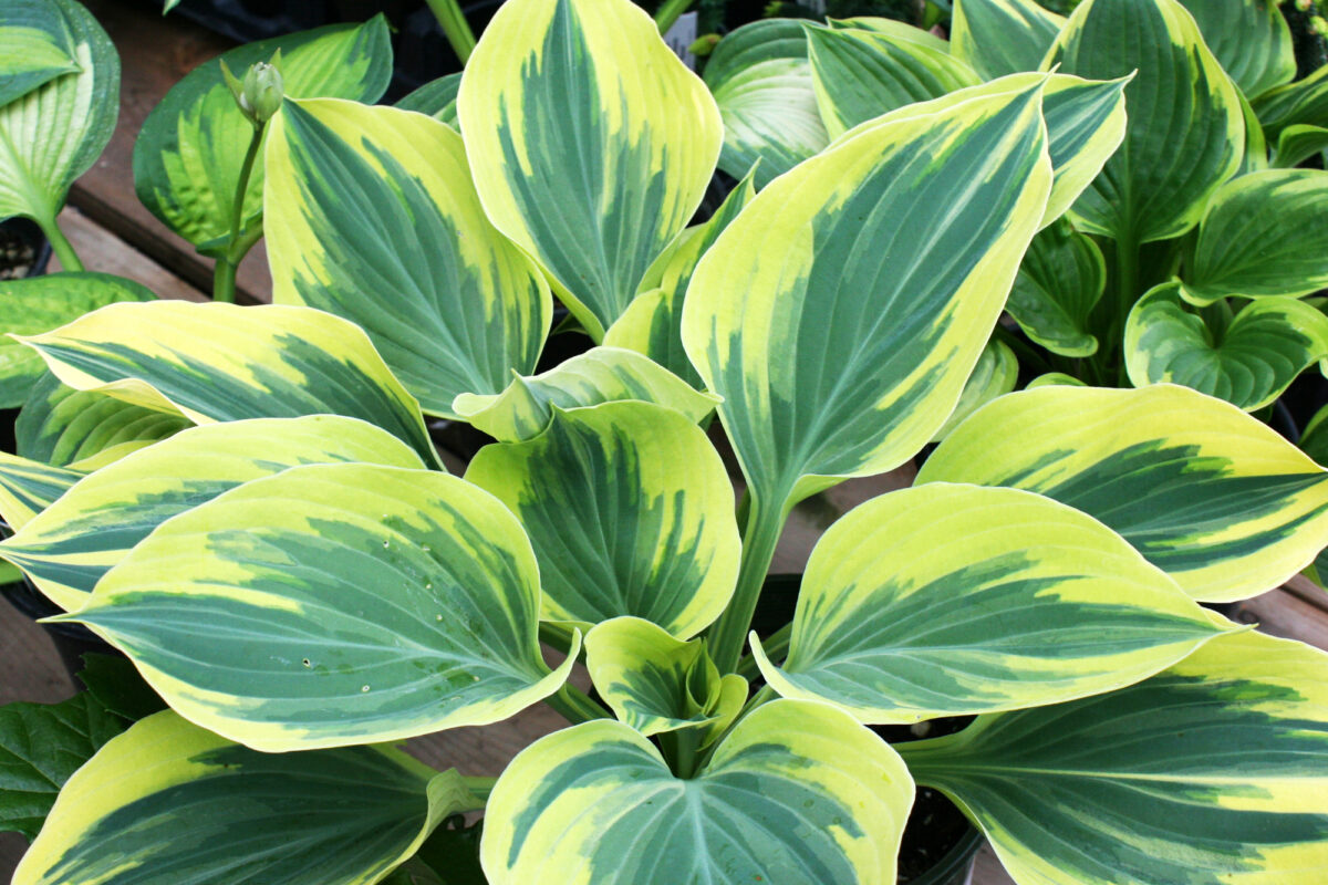 Hosta Youngs Garden Center Roseburg Oregon