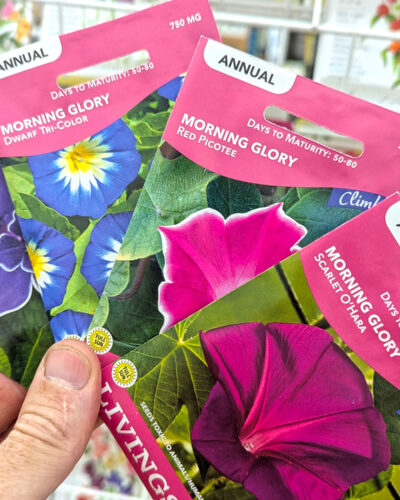 Ipomoea Morning Glory