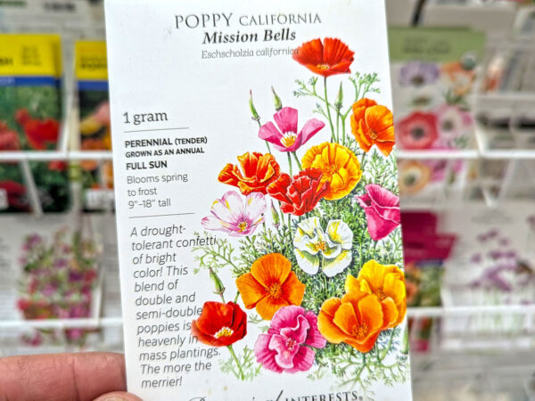 California Poppy