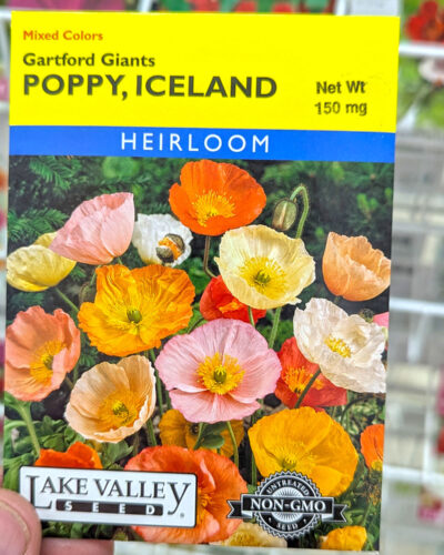 Papaver Iceland Poppy