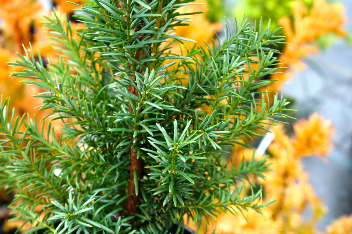 Taxus Yew * Youngs Garden Center Roseburg Oregon