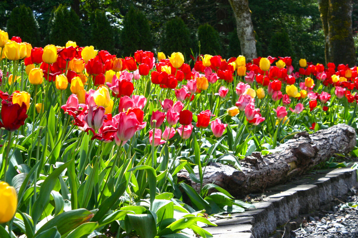 Tulip * Youngs Garden Center Roseburg Oregon