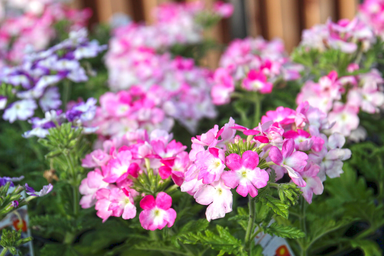 Verbena Youngs Garden Center Roseburg Oregon