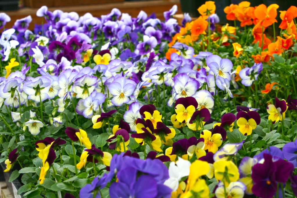 Viola Youngs Garden Center Roseburg Oregon