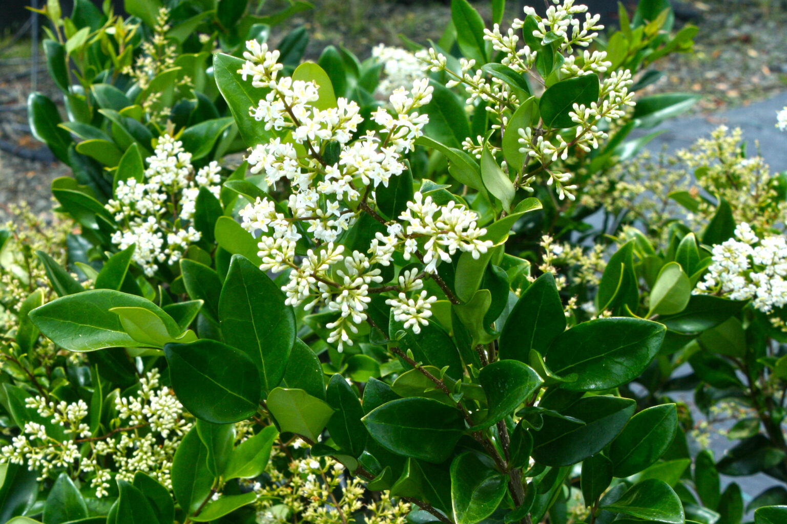 Ligustrum – Wax Leaf Privet – Youngs Garden Center 