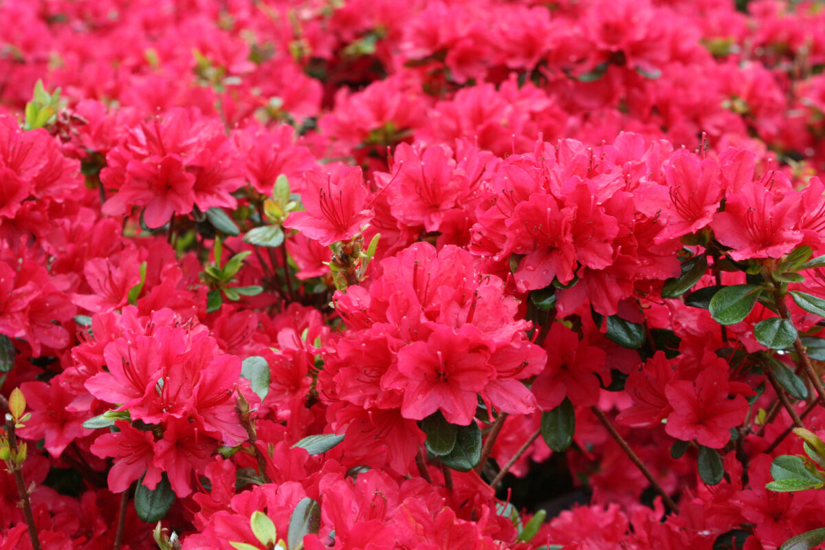 Azalea Tags Evergreen Azalea Hino Crimson – Youngs Garden Center | Roseburg Oregon