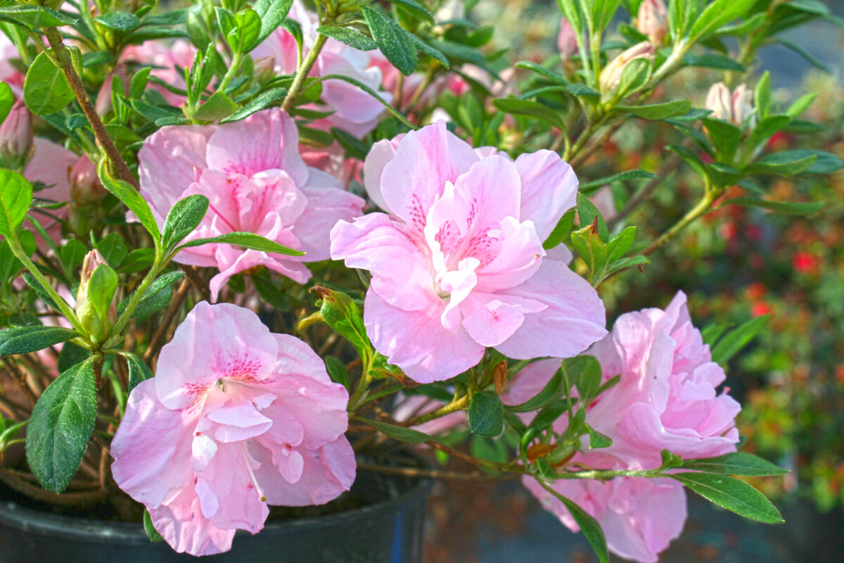 Evergreen Azalea Nancy of Robin Hill – Youngs Garden Center | Roseburg ...