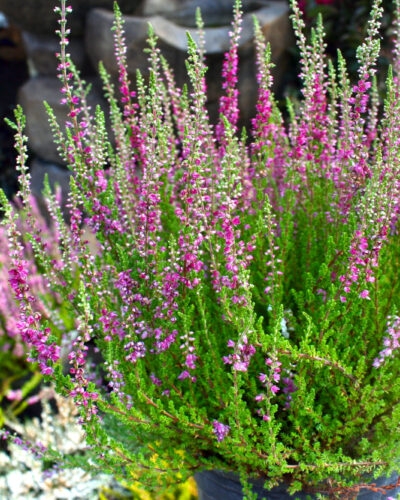 Calluna Dark Beaut in July