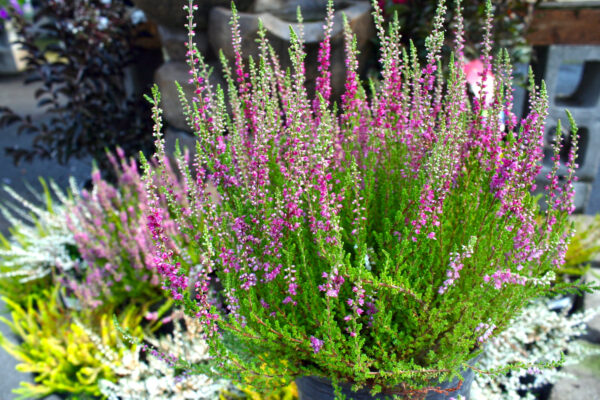 Calluna Dark Beaut in July