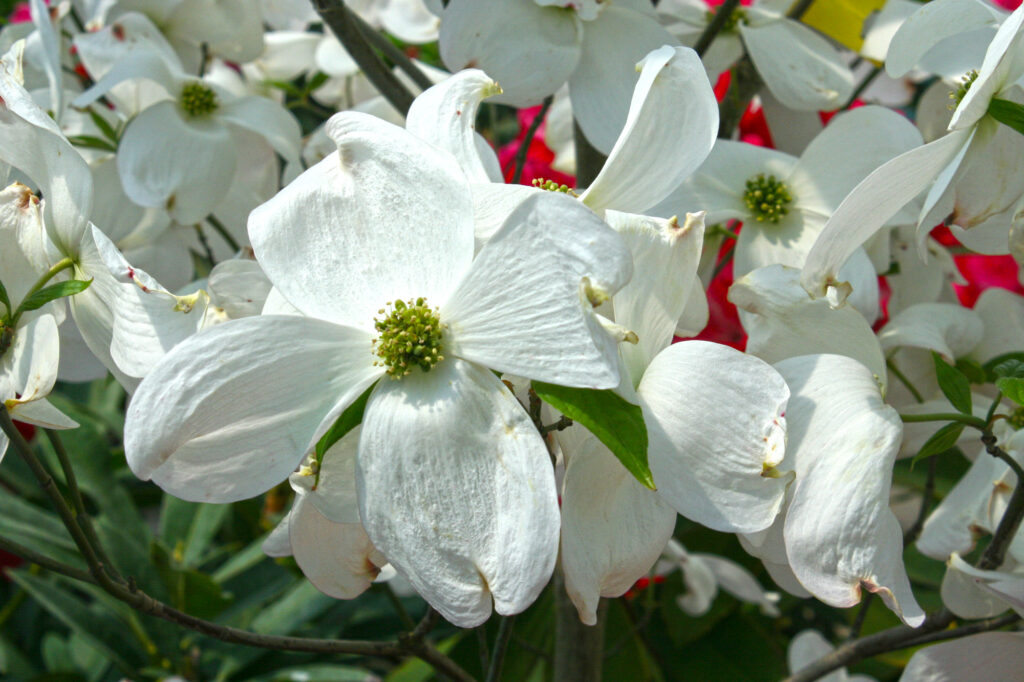 Cloud 9 Dogwood Tree – Youngs Garden Center | Roseburg Oregon