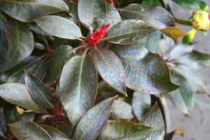 Rhododendron Ebony Pearl Iridescent Leaves