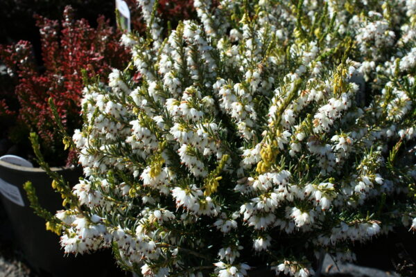 Ice Princess Heather in February