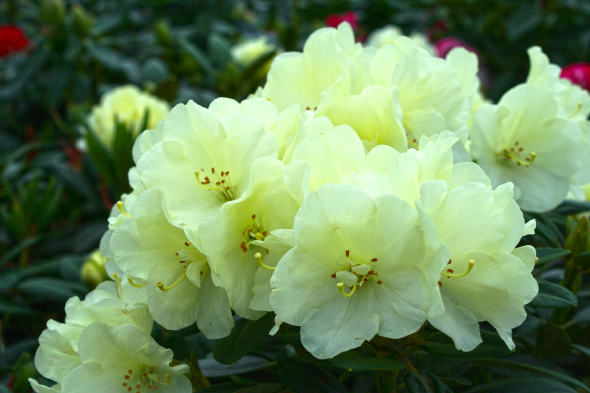 Lemon Dream Rhody Youngs Garden Center Roseburg Oregon