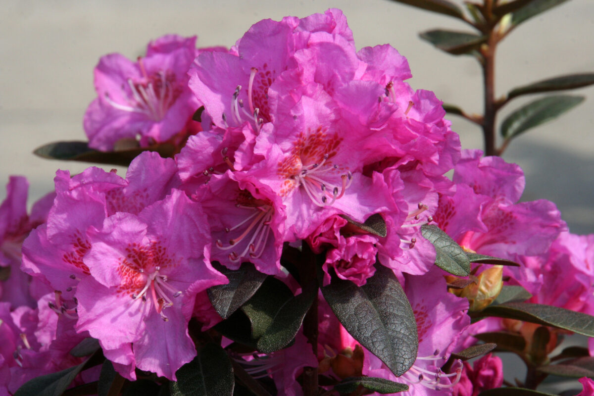 Midnight Ruby Midnight Ruby Rhody – Youngs Garden Center | Roseburg Oregon