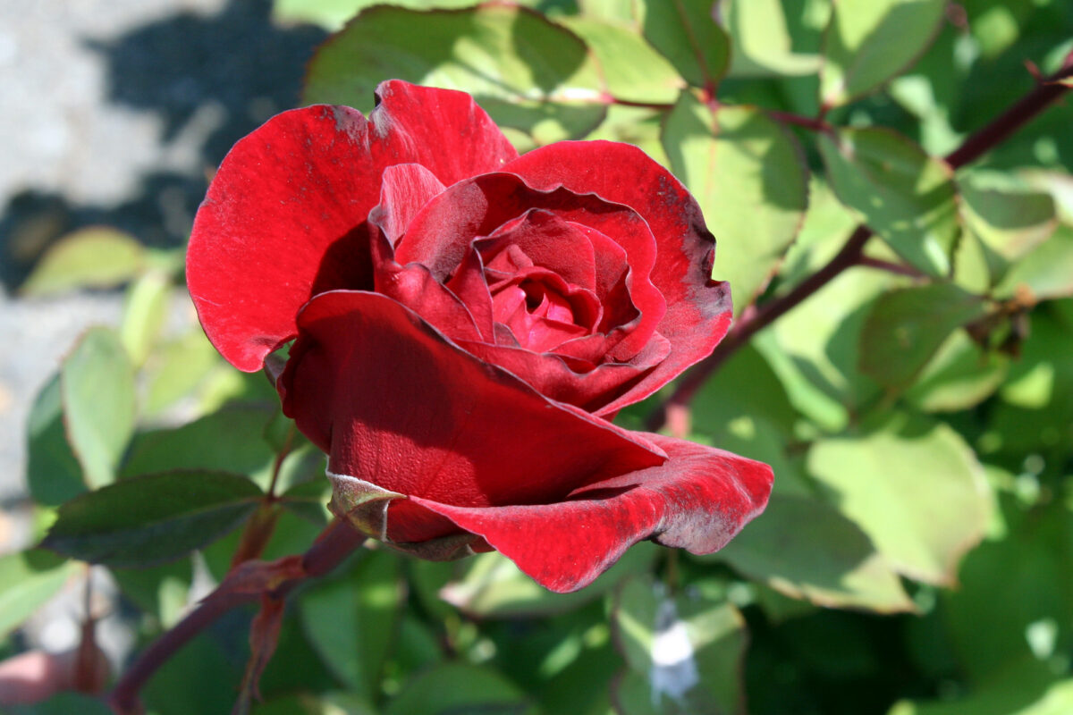 Don Juan Rose Bush Youngs Garden Center Roseburg Oregon